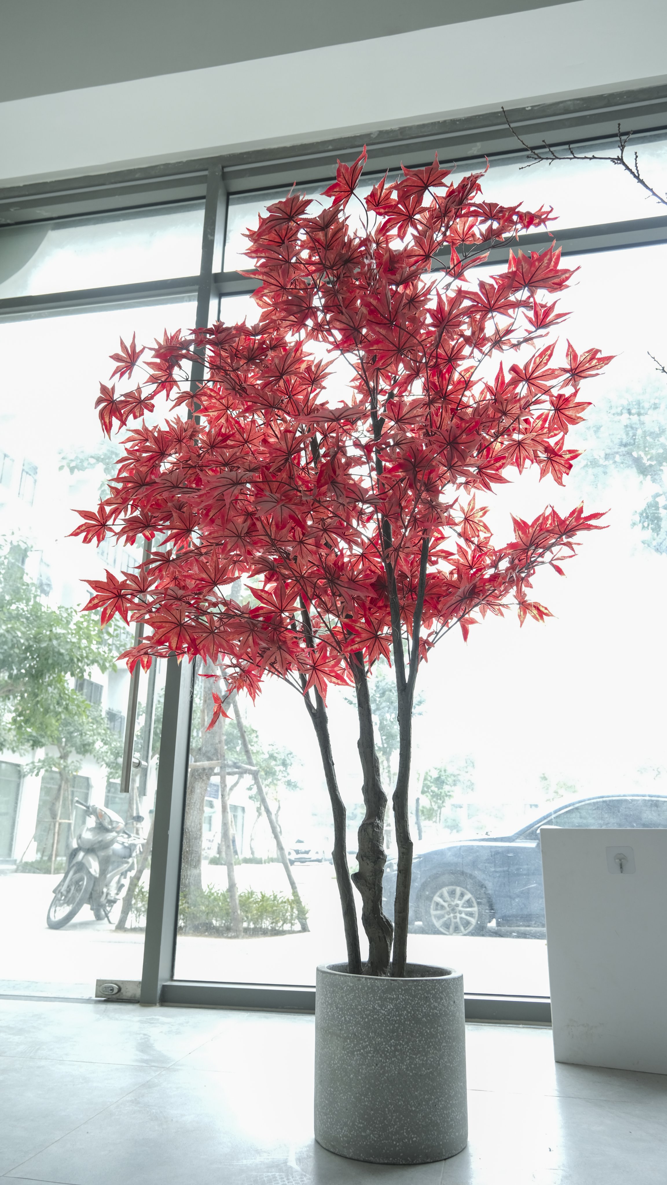 Cây phong lá đỏ - Công Ty TNHH XanhVina